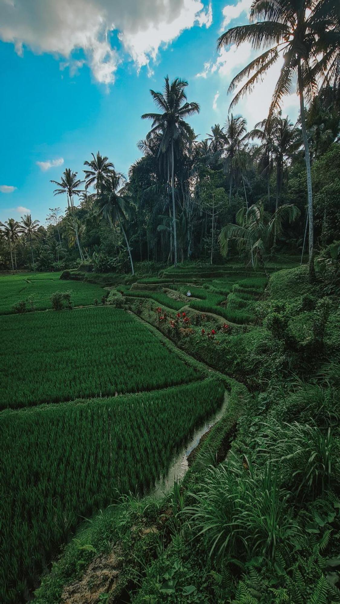 فيلا Tirta Sari Tampaksiring المظهر الخارجي الصورة